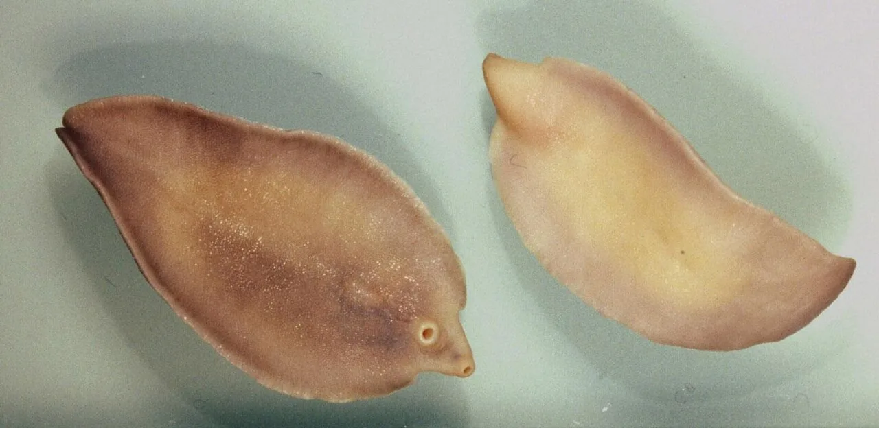 Two adult liver fluke (Fasciola hepatica), flat and leaf-shaped