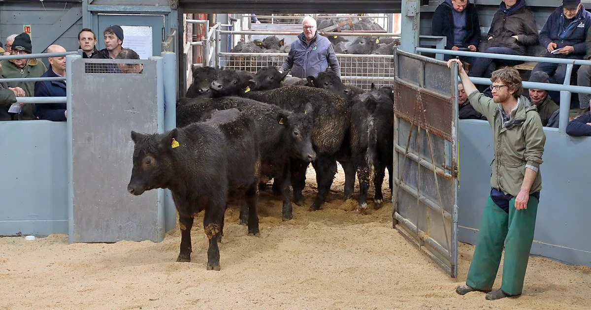 Entering the auction ring