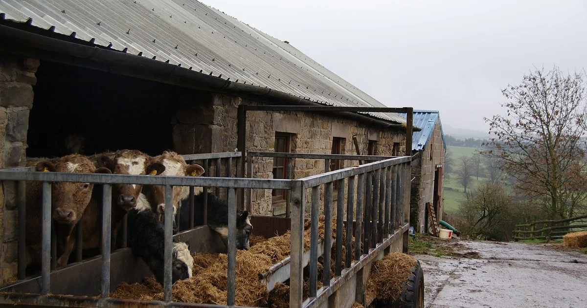 Calves feeding from a trailer