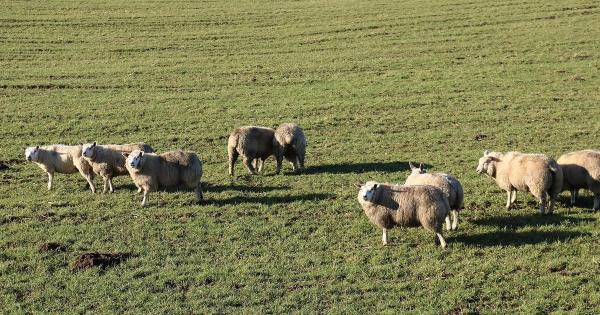 Flock of Sheep