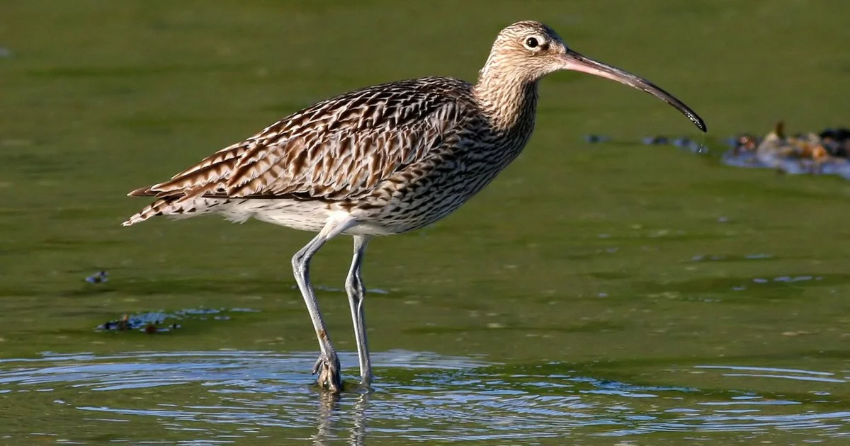 Curlew (Numenius arquata) (12)