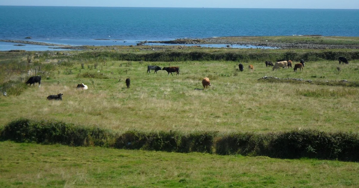 Cattle at Ballyquintin