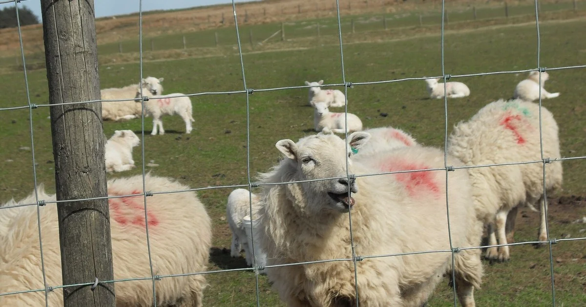 Field of Sheep & Lambs