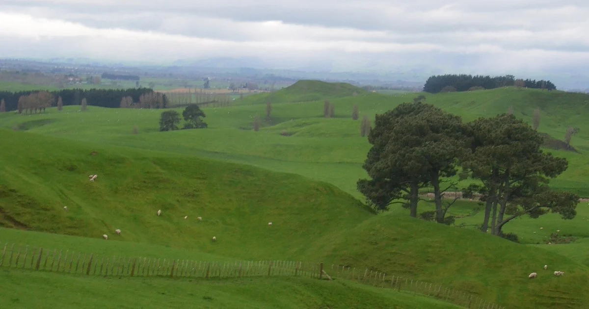 The sheep farm surrounding the Hobbiton Movie Set, Matamata, New Zealand 2016