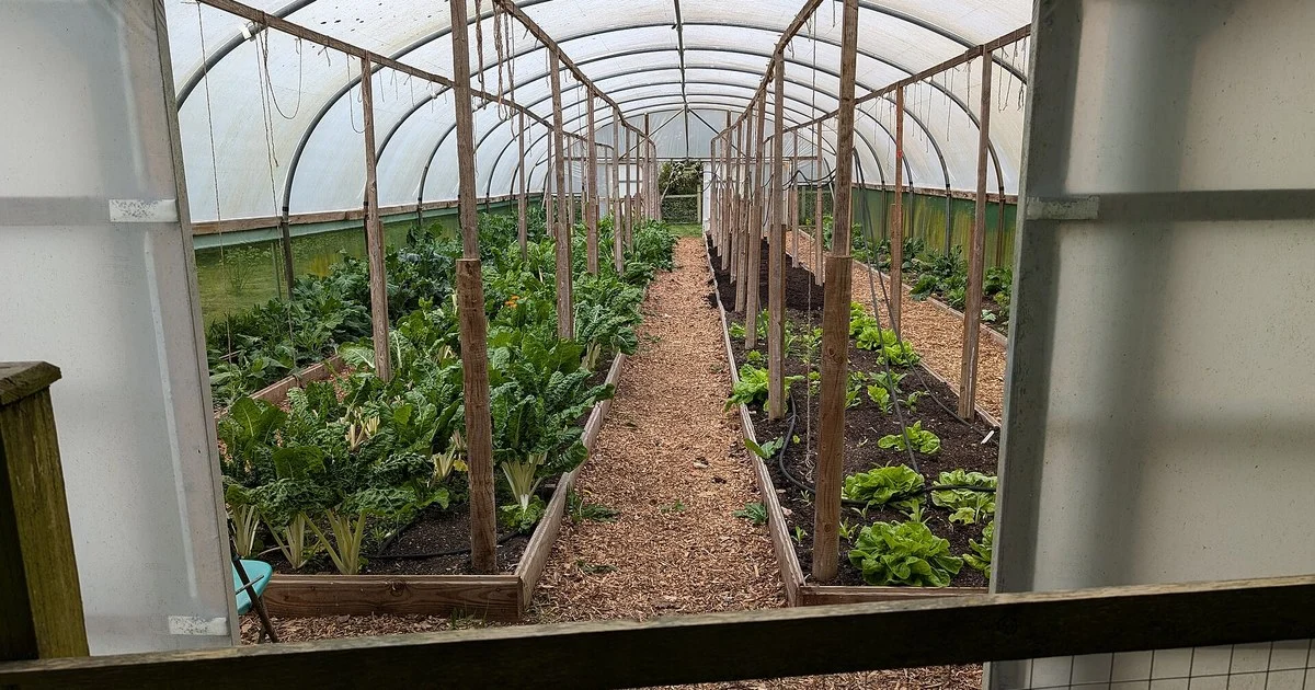 A polytunnel at the Kehelland Trust
