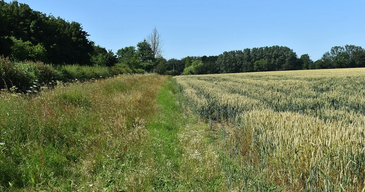 Arable field margin, East End, Stonham Aspal
