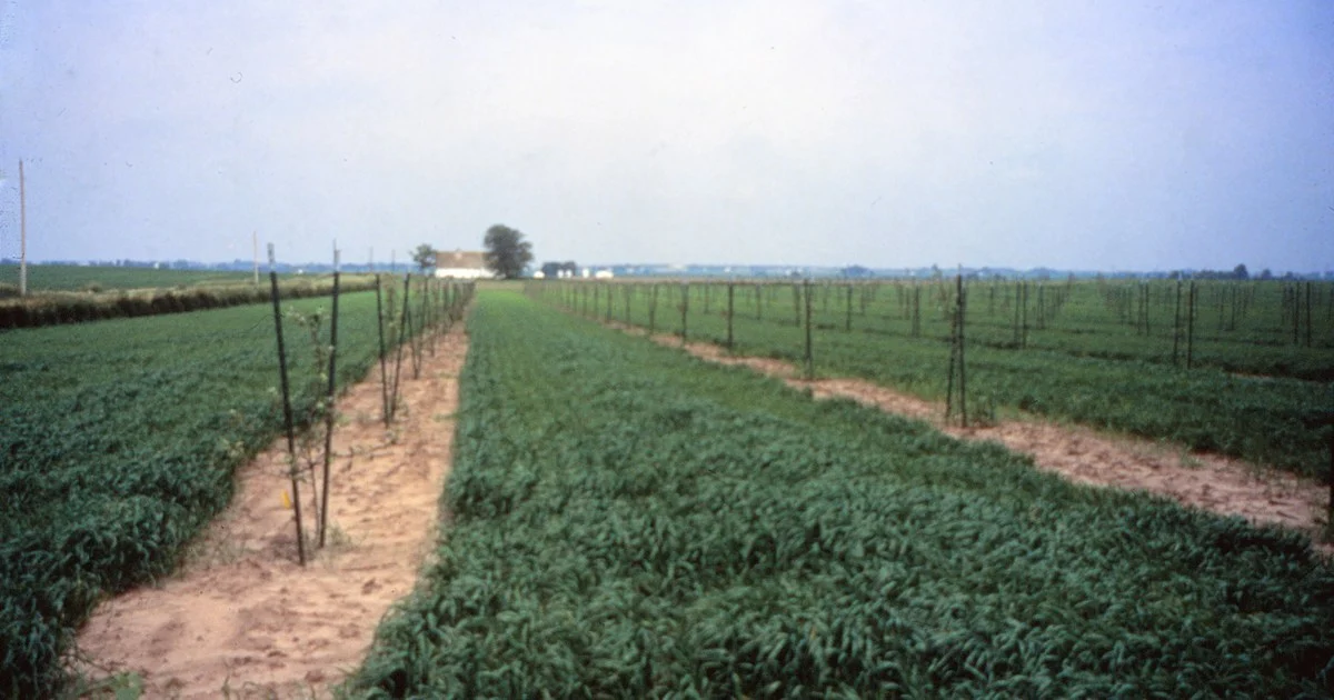 Rows of young trees planted through an arable crop
