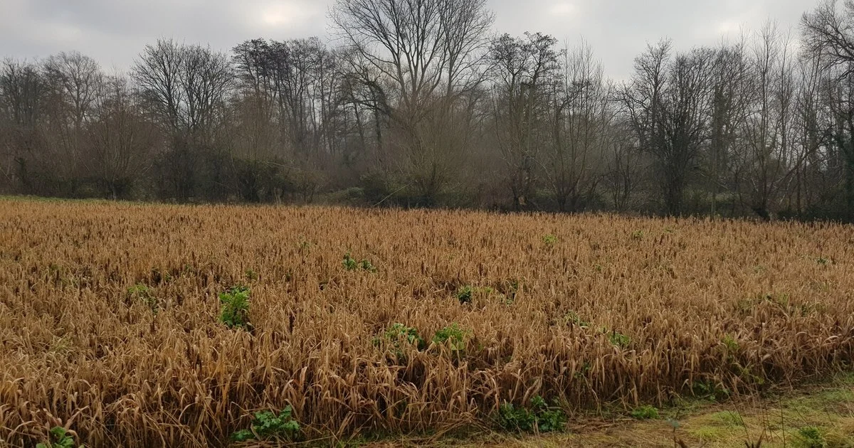 Unharvested cereal crop left as winter food for birds