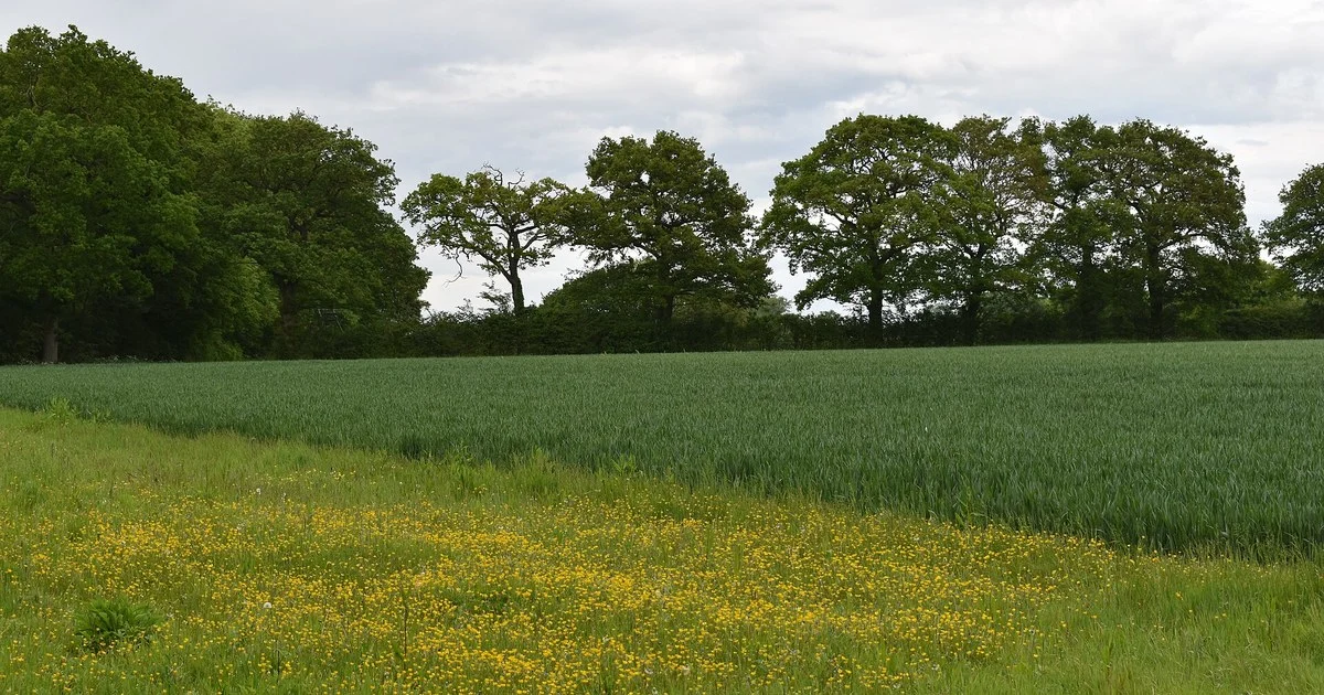 Flower-rich grass margin beside a cereal crop