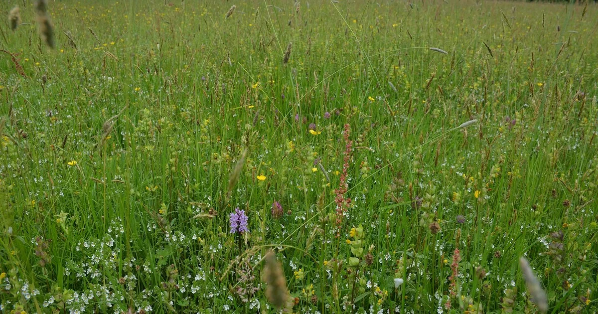 Species-rich grass meadow with buttercups and tall seeding grasses in early summer