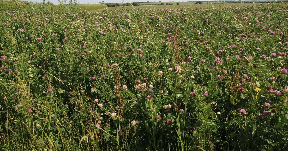 Field of red clover grown as a legume fallow