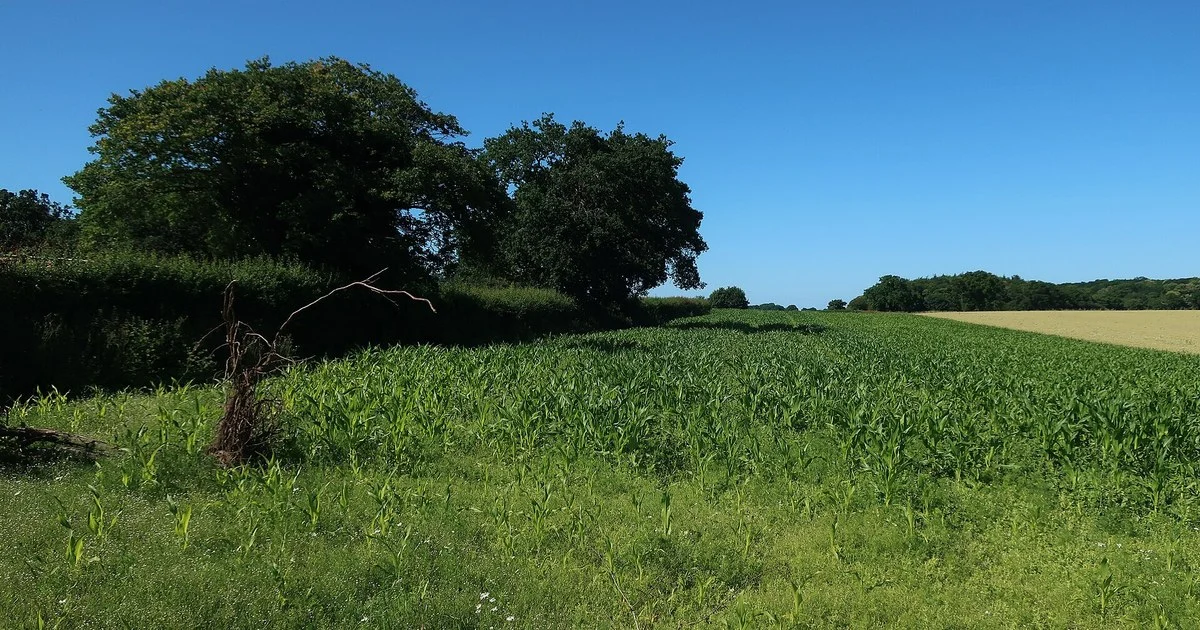 Cover crop growing beside a wheat field