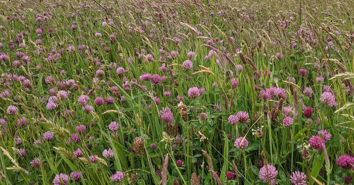 Mixed sward of red clover and grasses