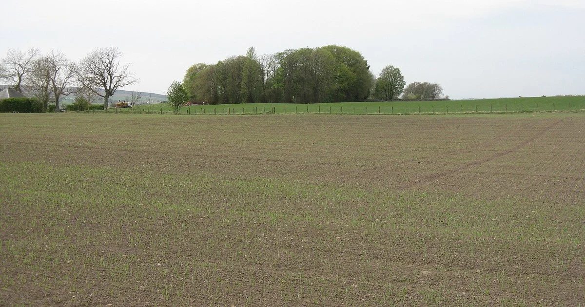 Spring Barley at Libberton