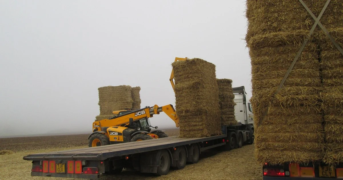 A telehandler loading big square straw bales onto a flatbed lorry in a misty stubble field