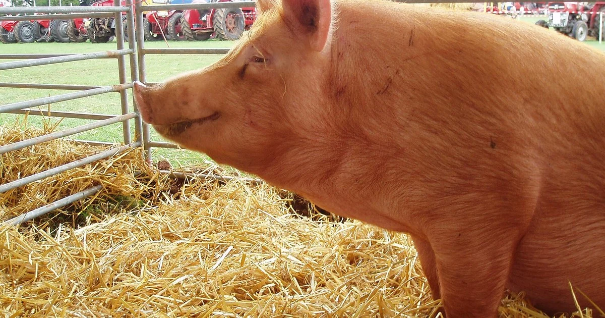 Ginger Tamworth pig in a straw pen at an agricultural show