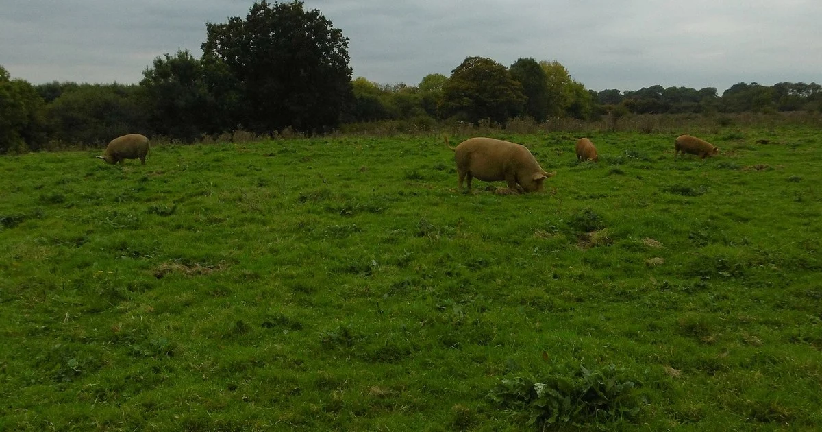 Free roaming pigs near New Barn Farm