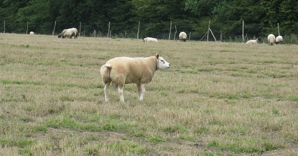 Texel ram standing in a grass field