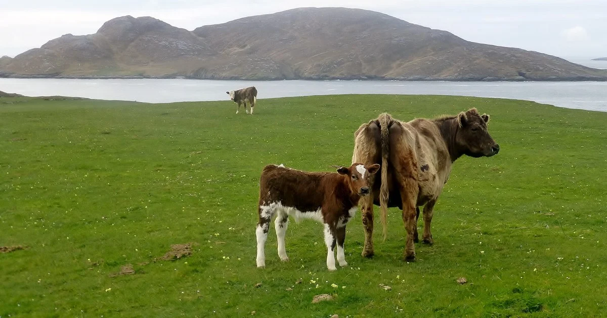 Suckler Cow And Calf