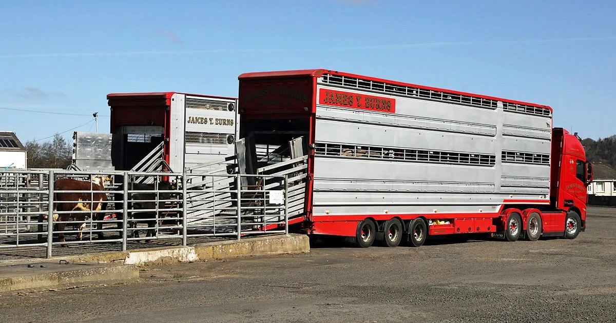 Livestock lorries at St Boswells Auction Mart