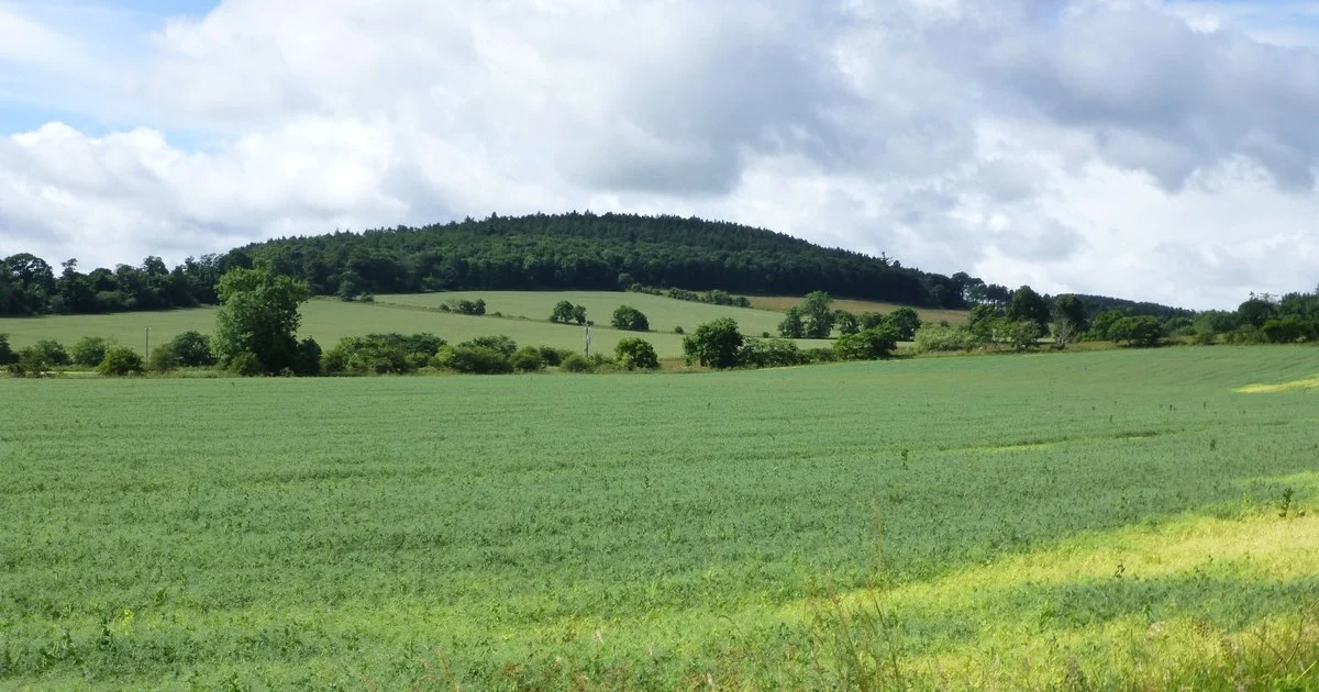 Looking across arable fields with crops