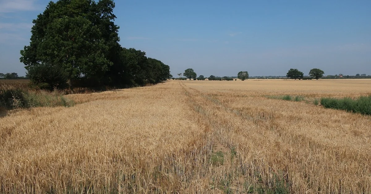 Ripe barley in a dry English field ready for harvest