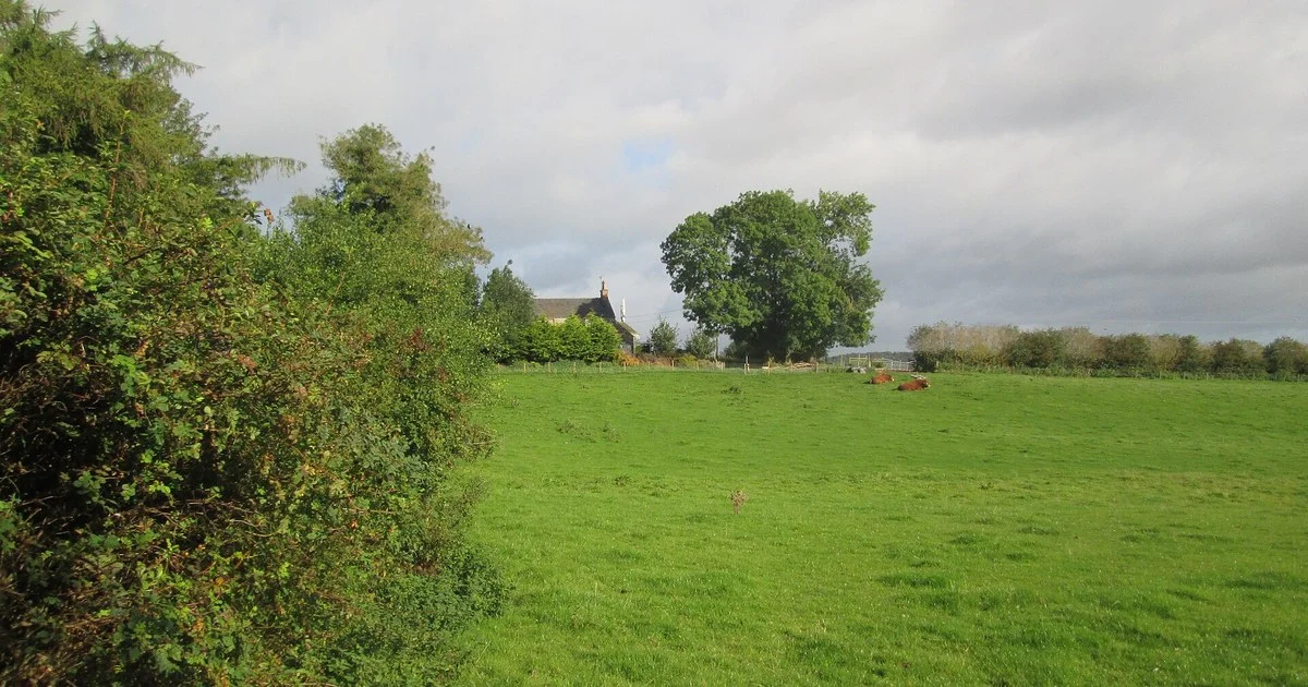 Beef Cattle in field at Eildon Mains farm
