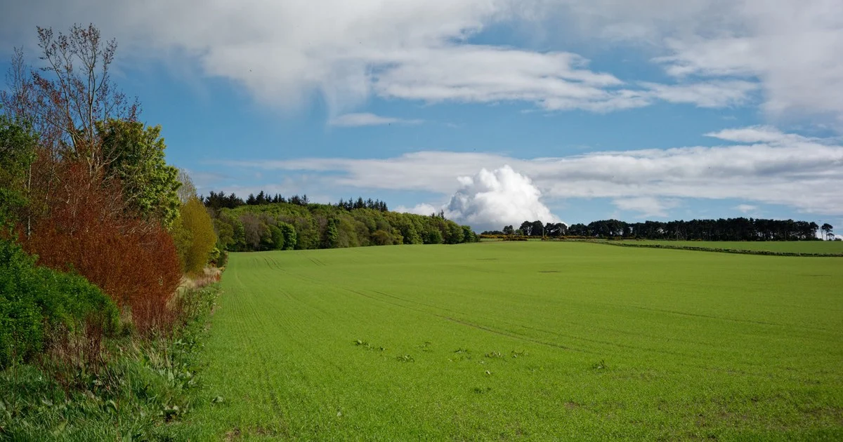 Farmland at the edge of the Cromarty House woodland