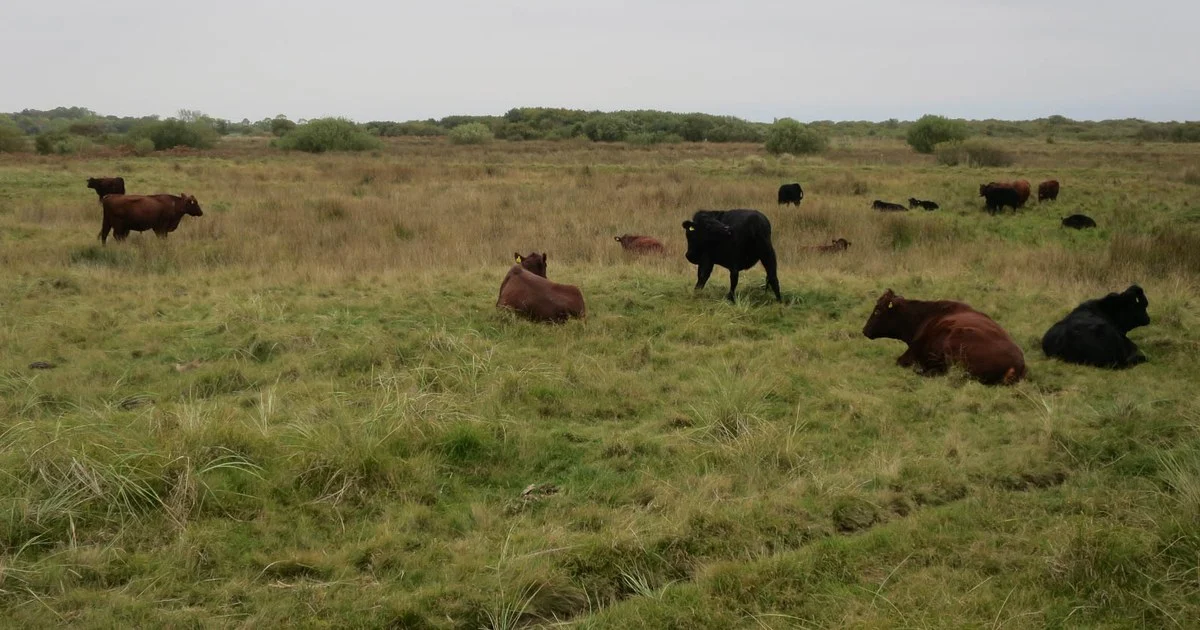 Red Poll and Aberdeen Angus cattle on rough grazing