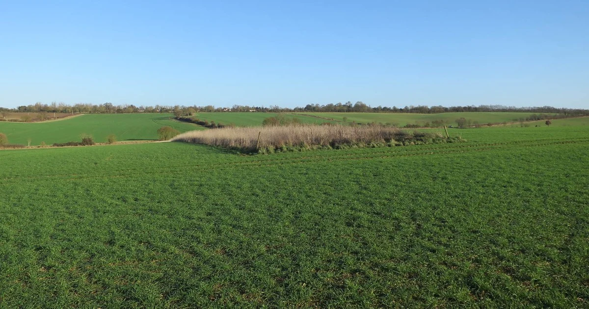 Cover crop in field