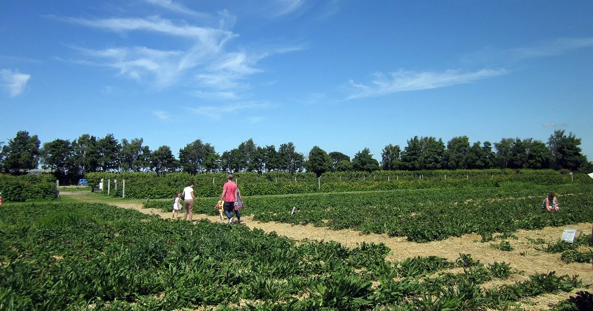 Strawberry Picking at Holt