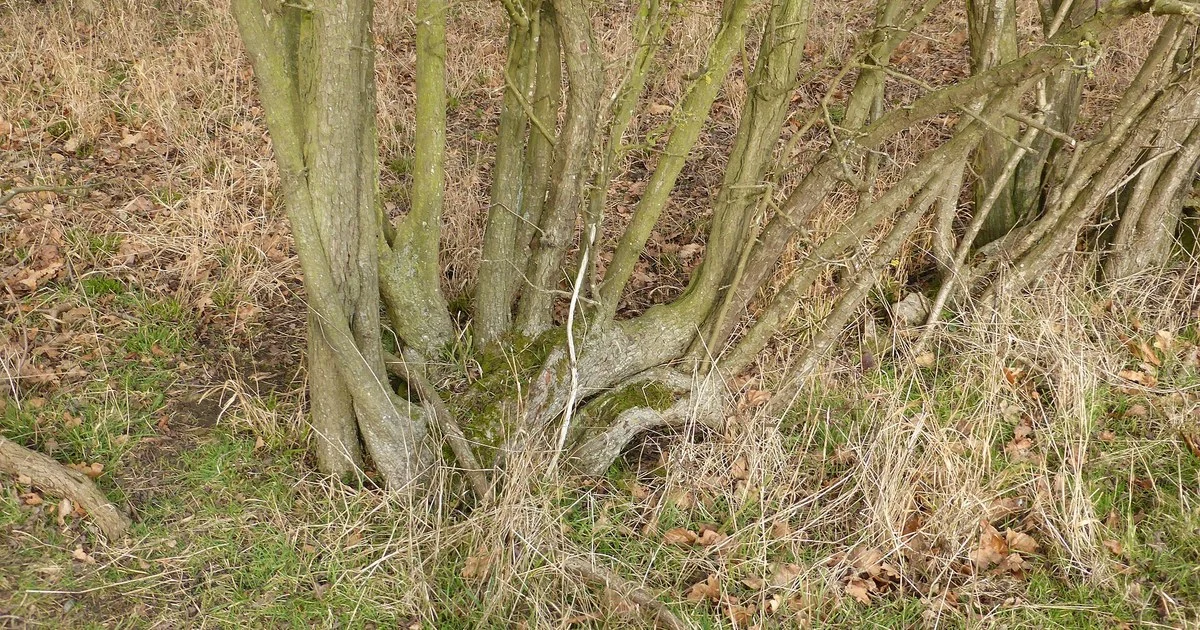 Former hedge laying