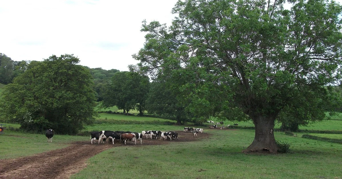 Holstein-Friesian dairy cows at a feeder in a field