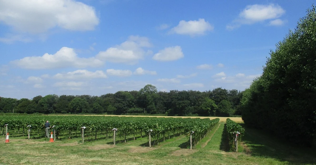 Forde Abbey Friut Farm 'pick your own'