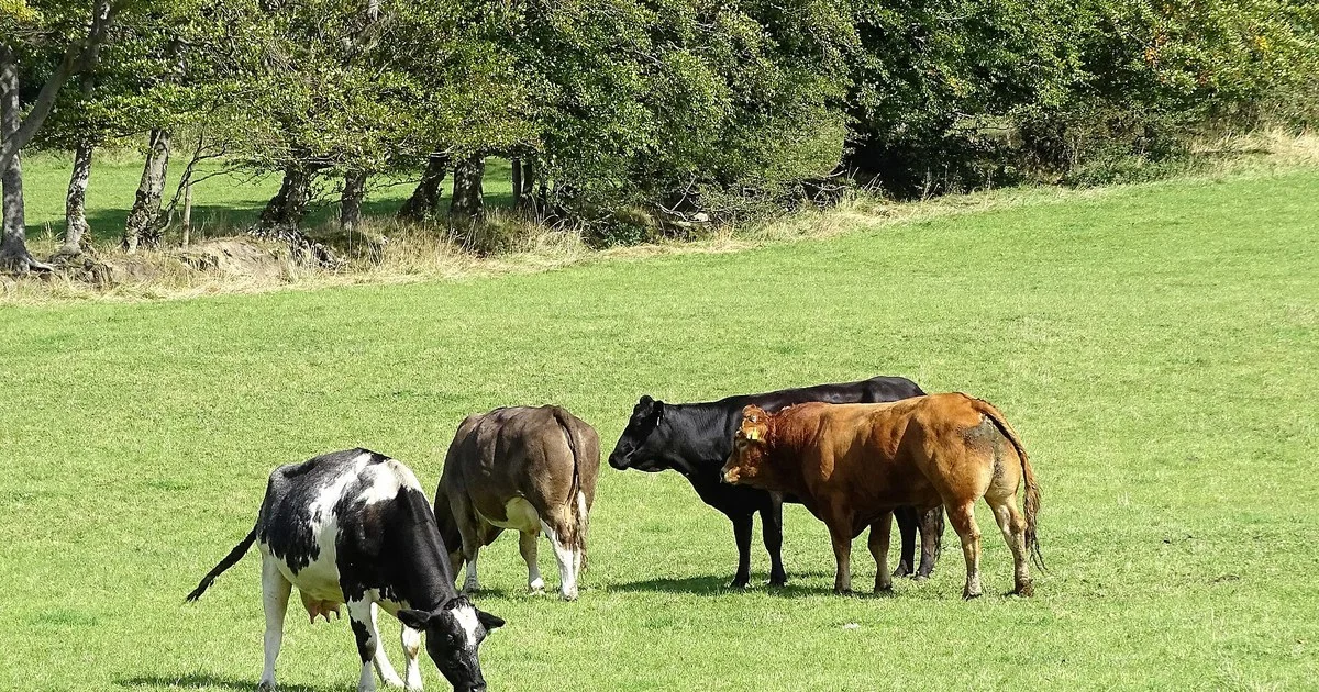 Beef cattle