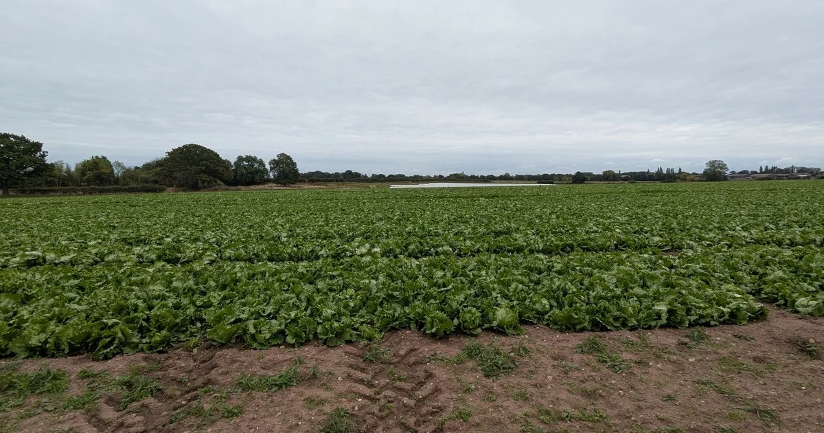 Lettuce Field near Woodhouse Farm
