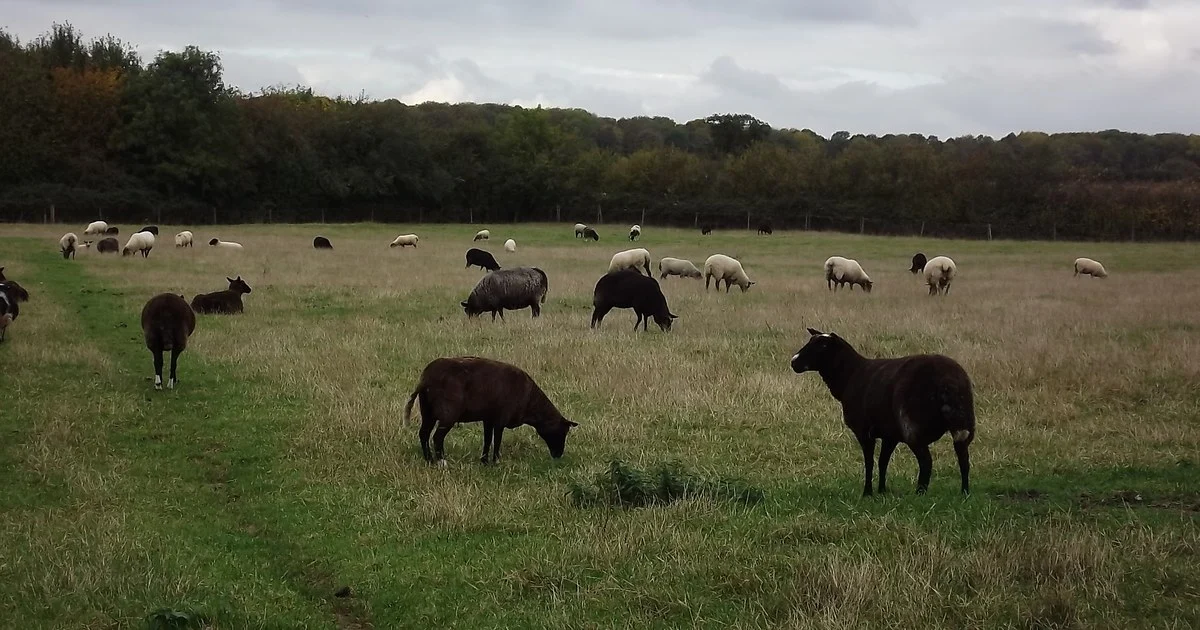 Mixed flock of UK sheep breeds grazing on hill pasture