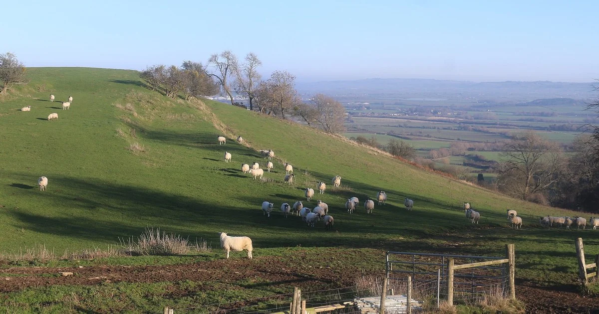 Flock of Sheep, Bredon Hill