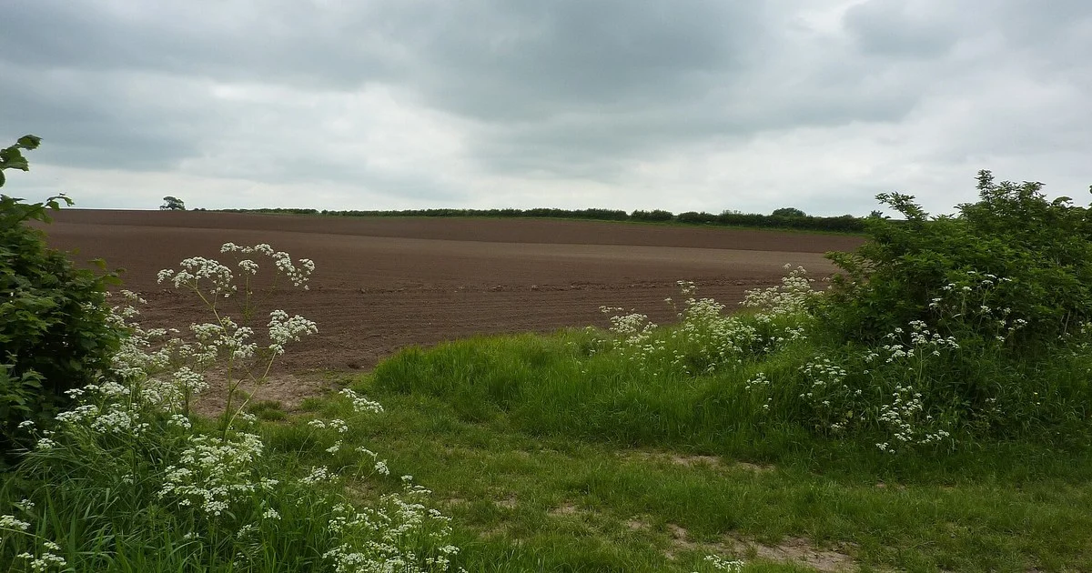 Ploughed field, sandy soil