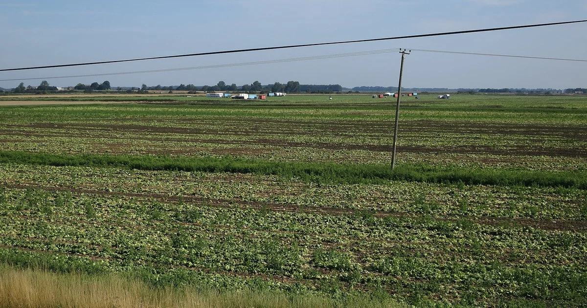 Vegetable harvest