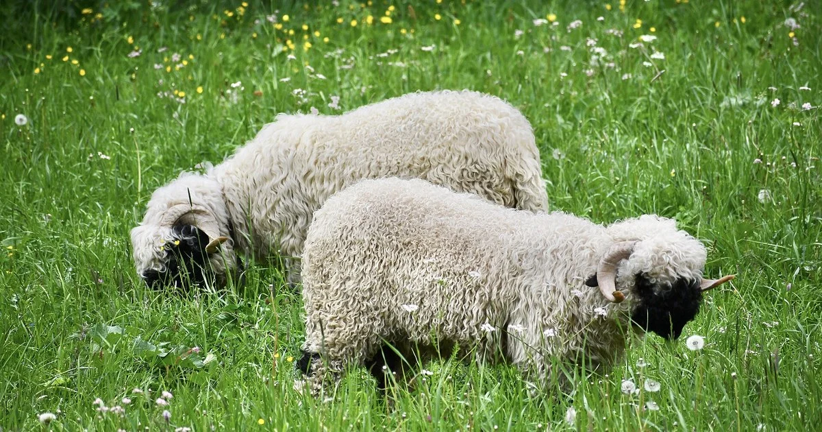 Two Valais Blacknose sheep grazing