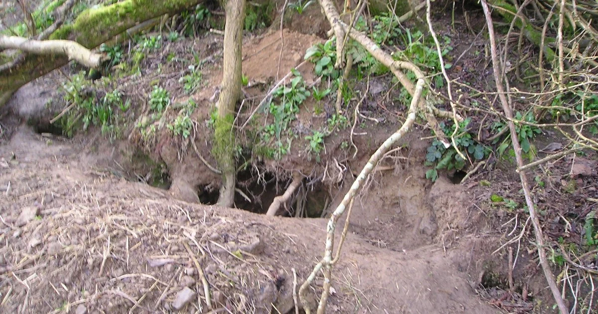 A badger sett