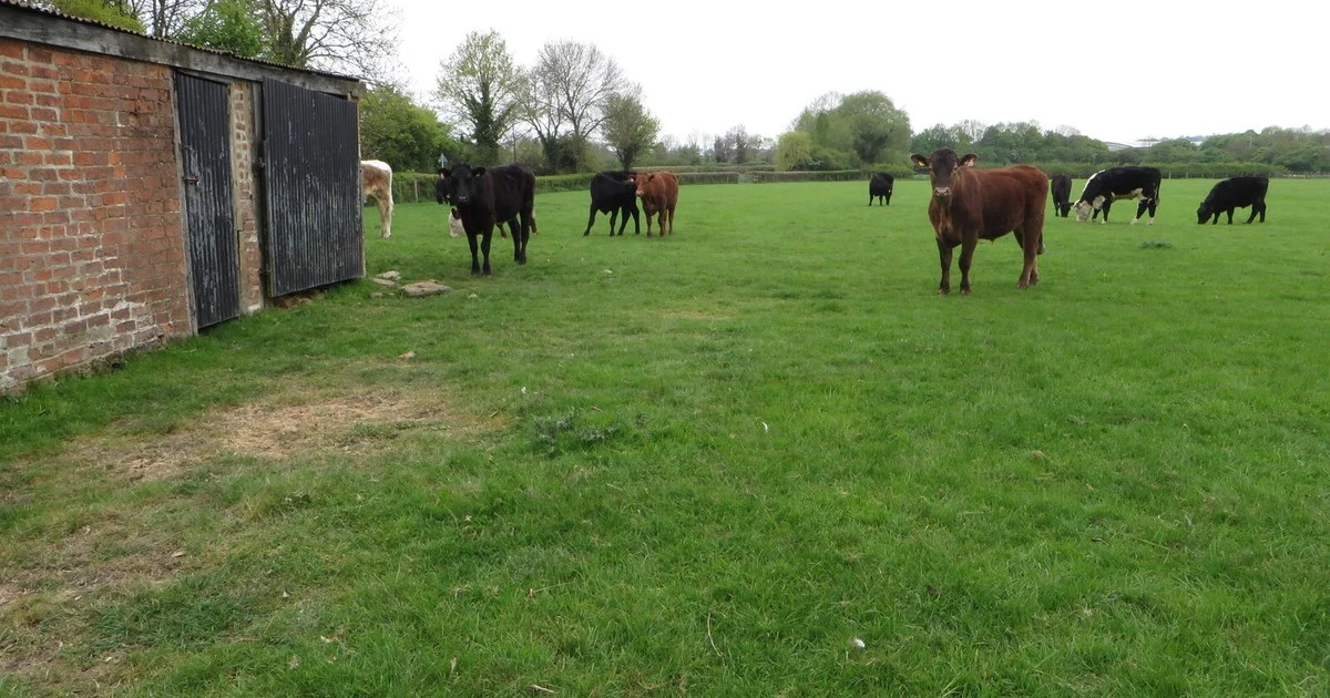 Cattle and cattle shed at Nethercote